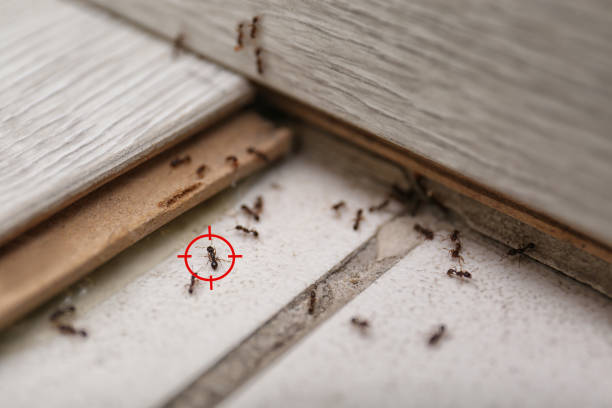Wasp Removal Services in London, CA