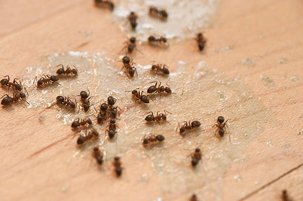 Best Wildlife Control Services  in London, CA