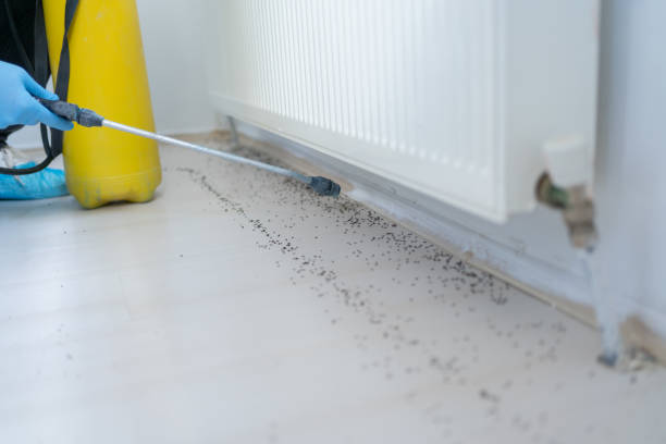 London, CA Pest Control Company
